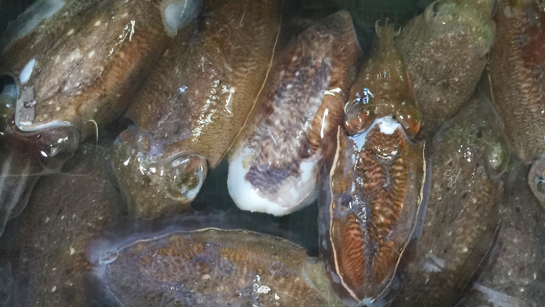 魚の写真